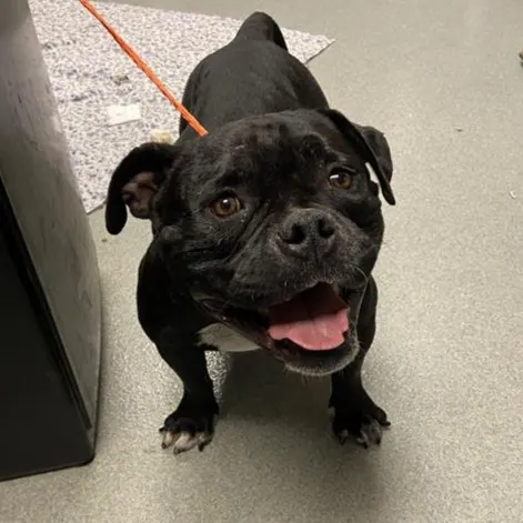Adoptable Dog