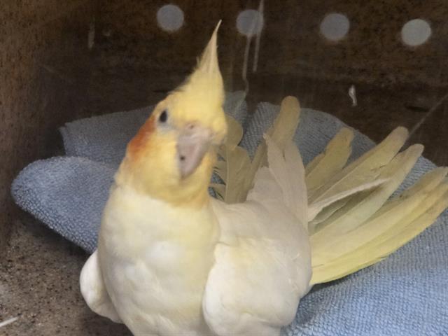 Birb