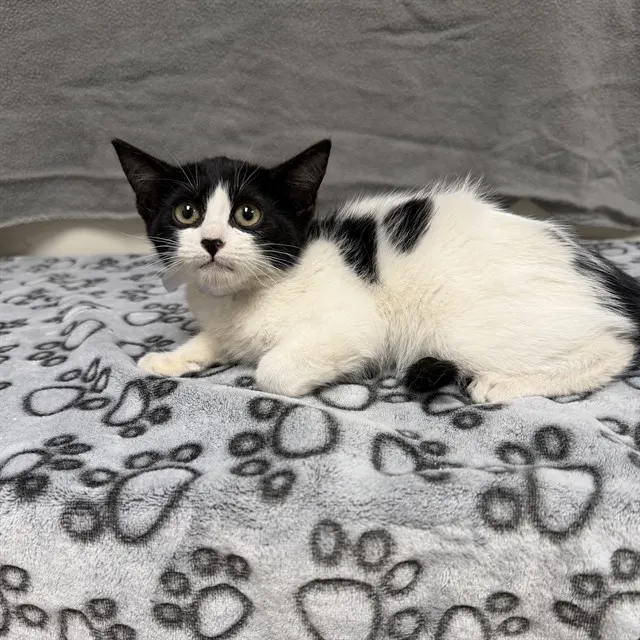 Oreo