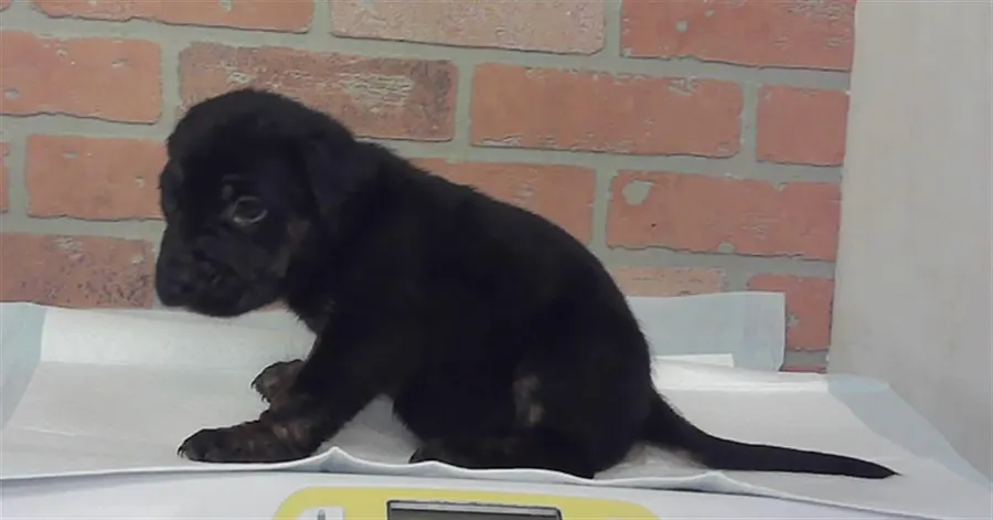 Adoptable Dog
