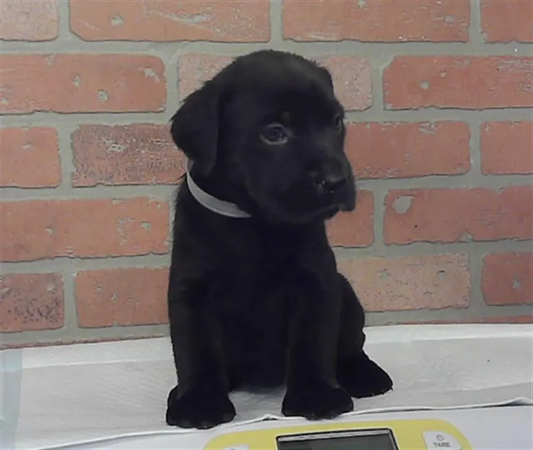 Adoptable Dog