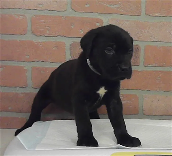 Adoptable Dog