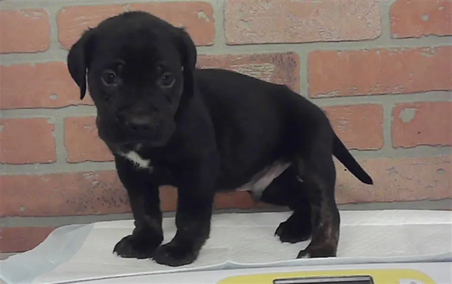 Adoptable Dog