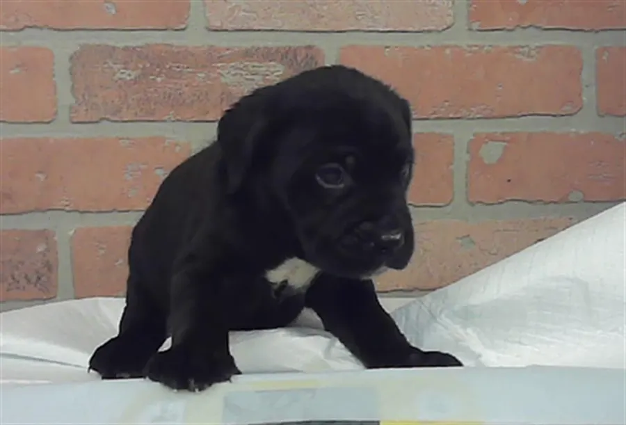 Adoptable Dog