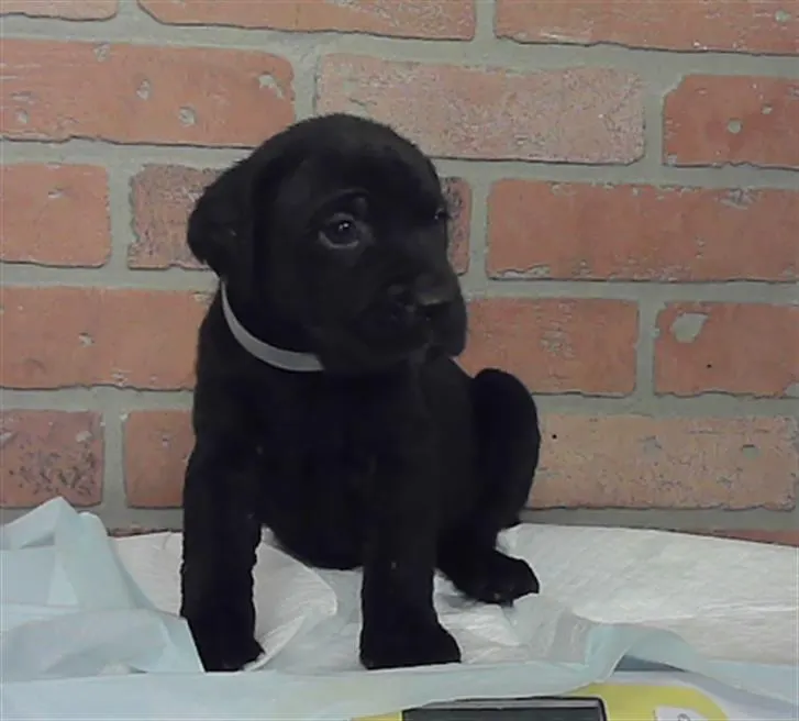 Adoptable Dog