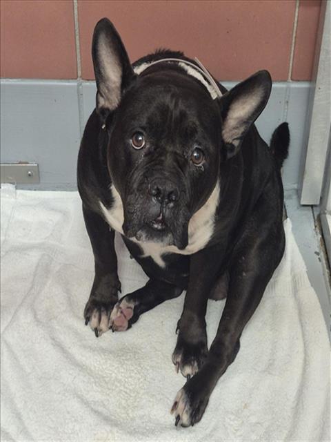 Adoptable Dog