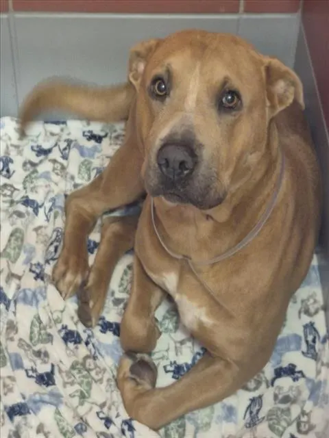 Duke