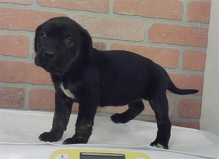 Adoptable Dog