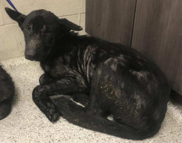Adoptable Dog