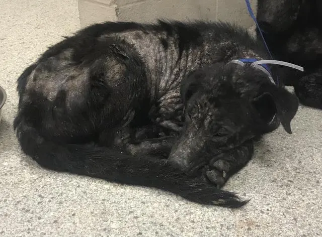 Adoptable Dog