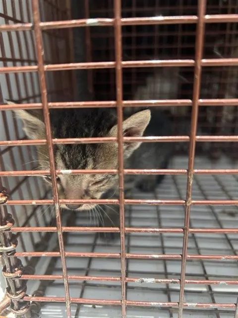 Adoptable Cat