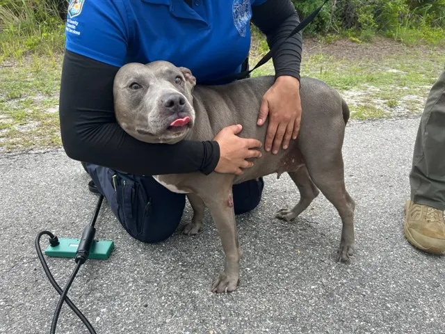 Chula