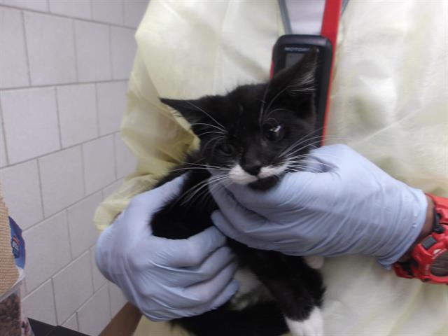 Adoptable Cat