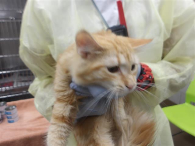 Adoptable Cat