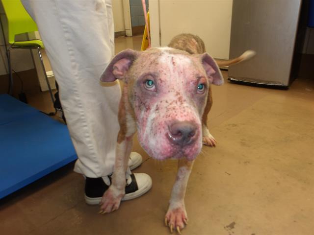 Adoptable Dog