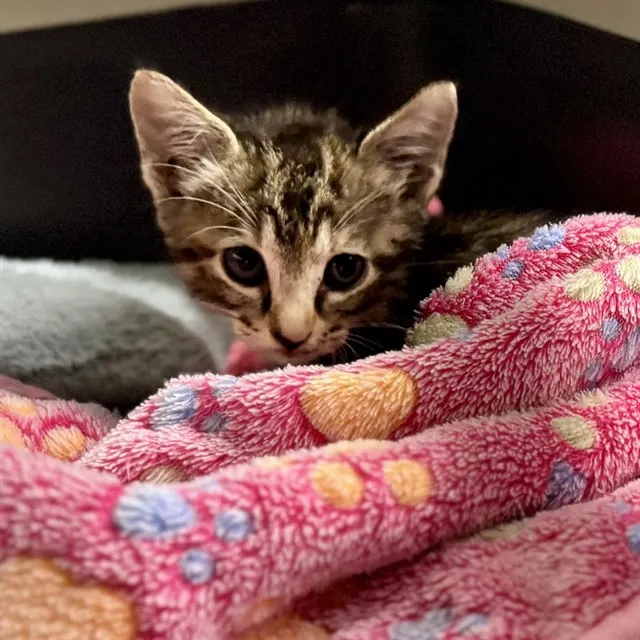 Adoptable Cat