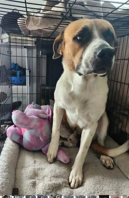 Adoptable Dog