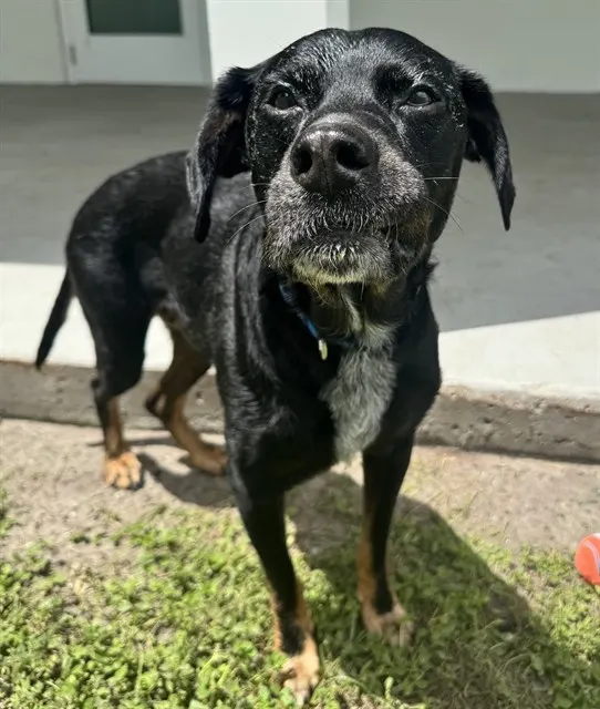 Remington