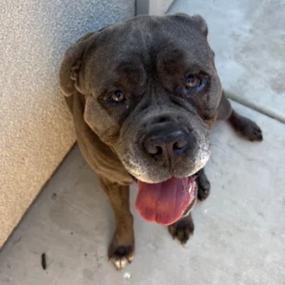 Adoptable Dog