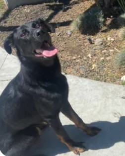 Adoptable Dog