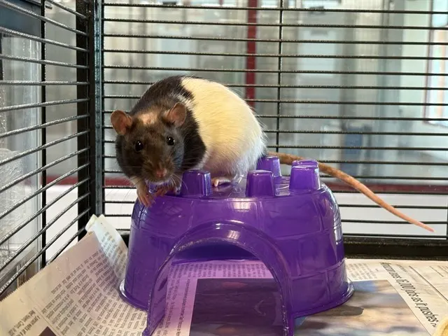 Penelope