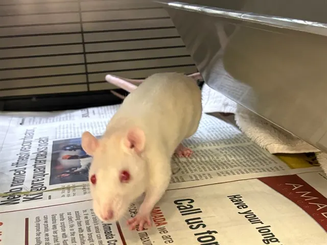 Suki