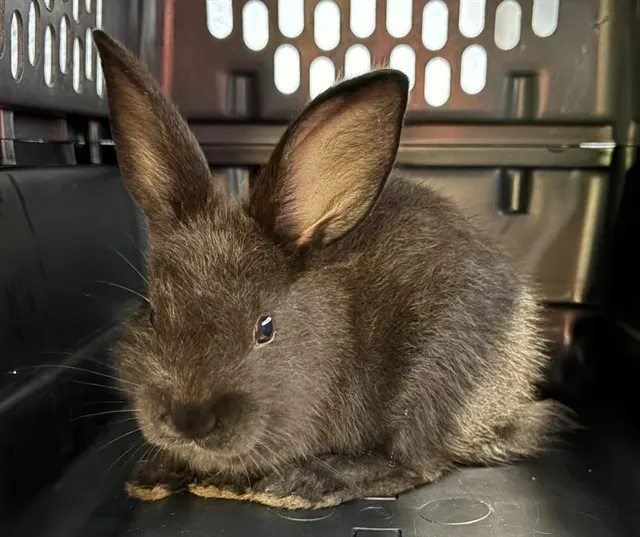 Hershey