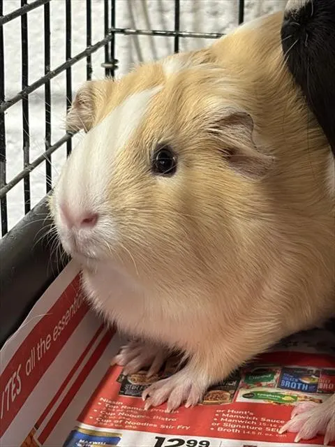 Potato