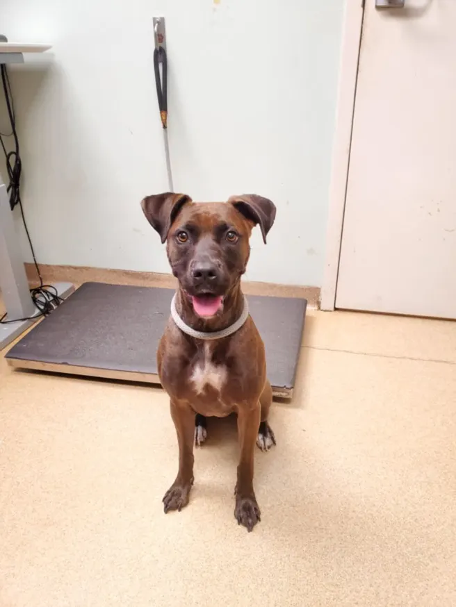 Nala