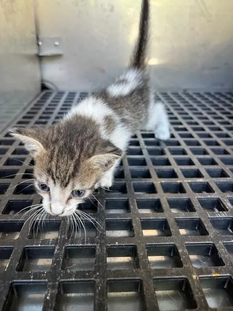 Peanut