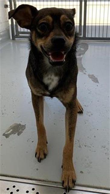 Adoptable Dog