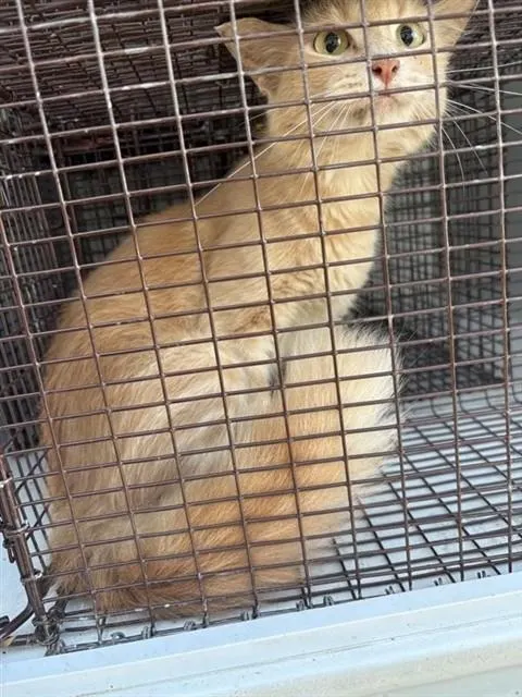 Adoptable Cat