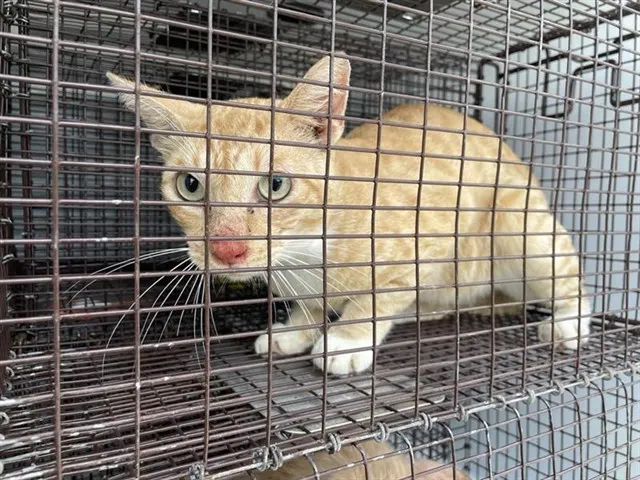 Adoptable Cat