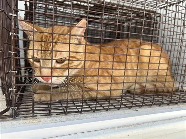 Adoptable Cat