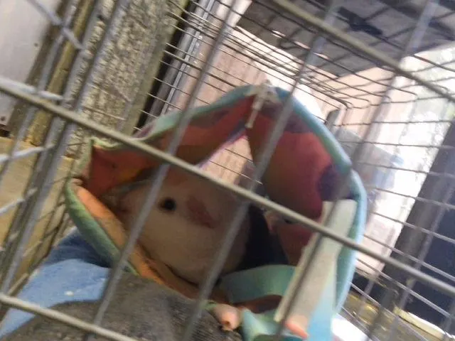 Banjo