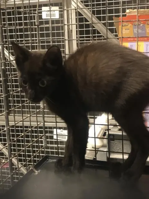 Adoptable Cat