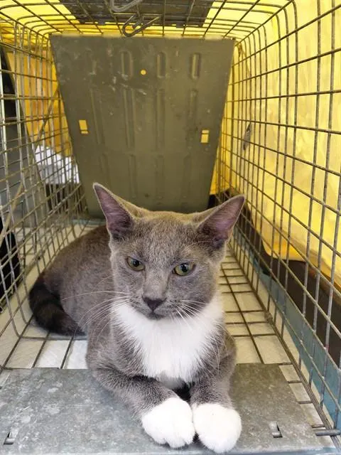 Adoptable Cat