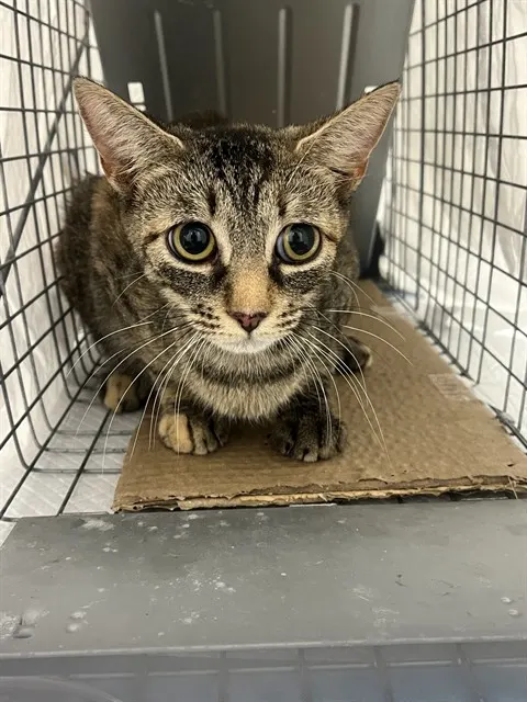 Adoptable Cat