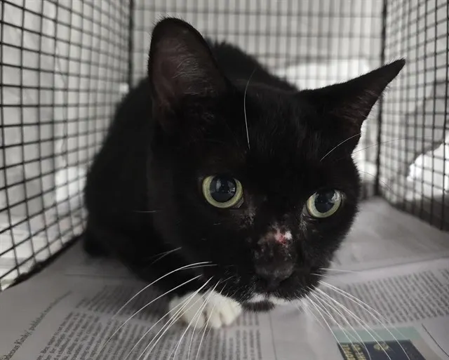 Adoptable Cat
