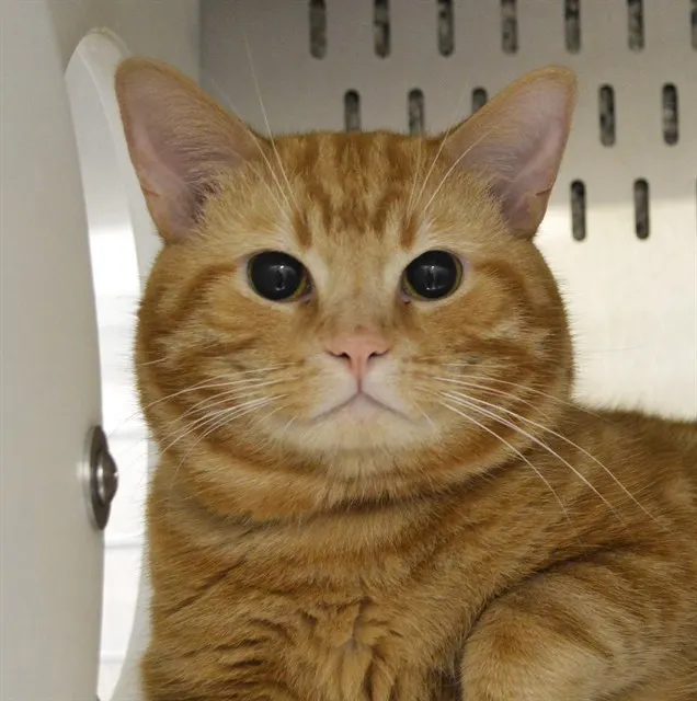 Garfield