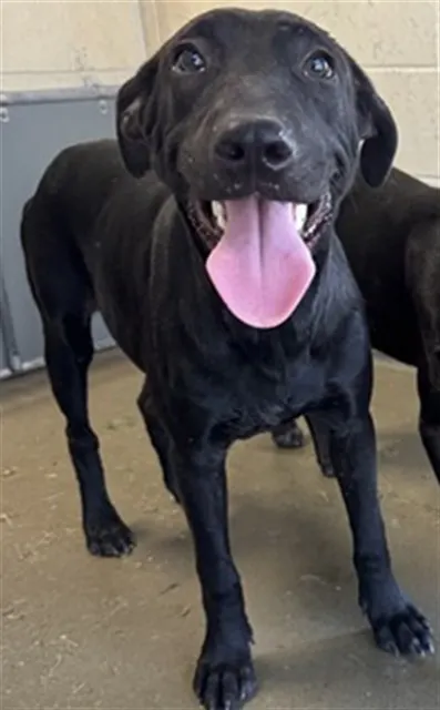 Adoptable Dog