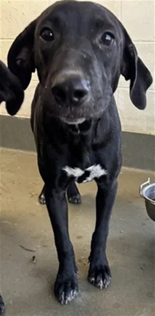 Adoptable Dog