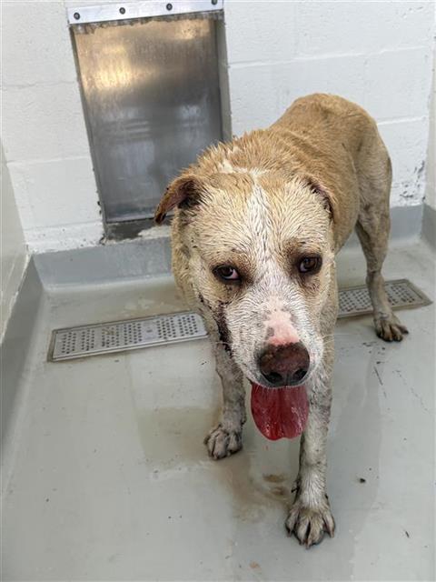 Adoptable Dog