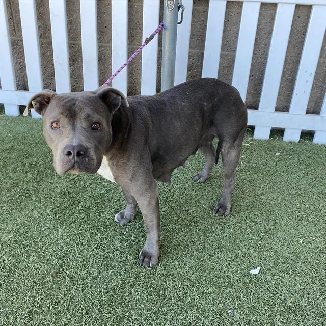 Adoptable Dog