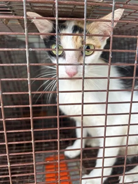 Adoptable Cat