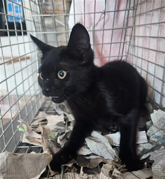 Onyx