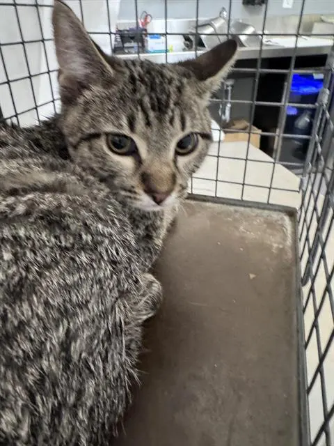 *Purrsnickety