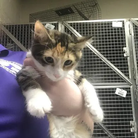 Piper
