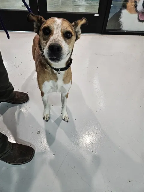 Adoptable Dog
