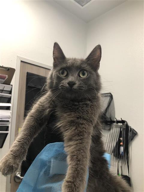Adoptable Cat